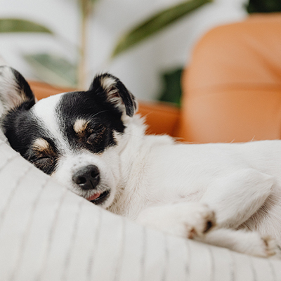guardería canina de día en burgos